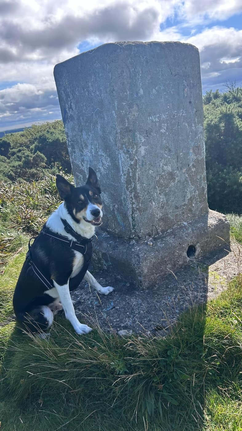 Chase sitting beside the trig point at the top, waiting for his treat