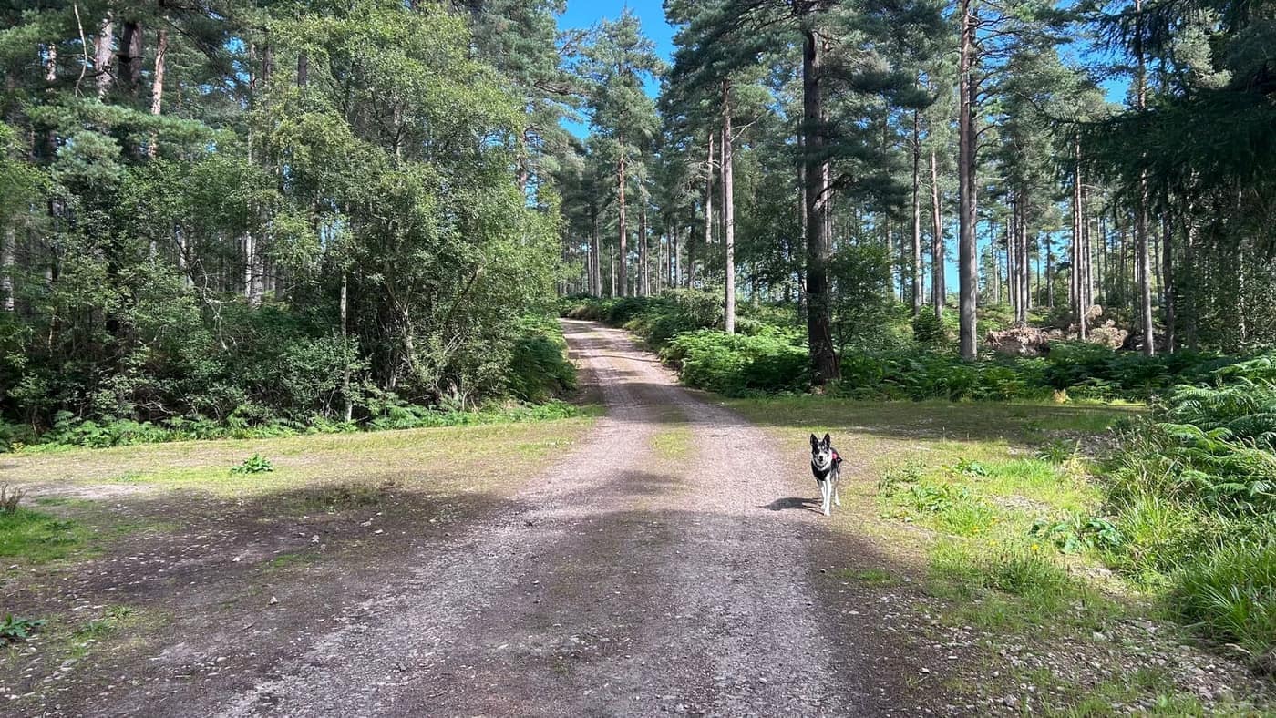 The junction where the track splits — straight on looks obvious, but
left is the way up