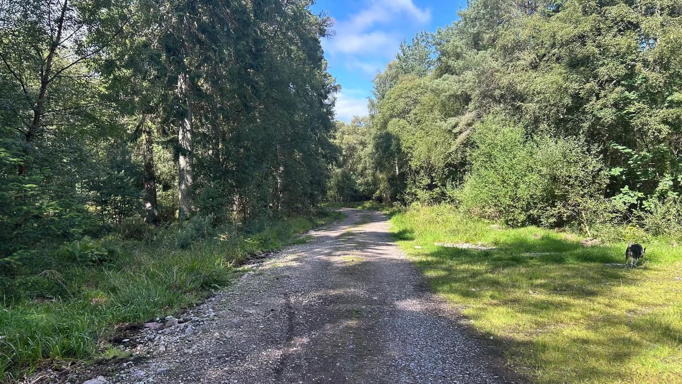 The forest track beyond the gate — wide gravel, easy going, climbing
gently through the trees