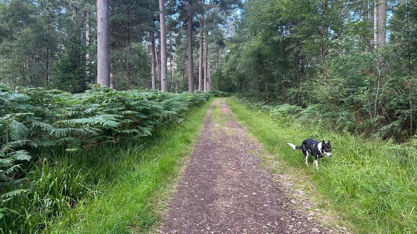 Past the first junction the track narrows to a path between
shoulder-high bracken