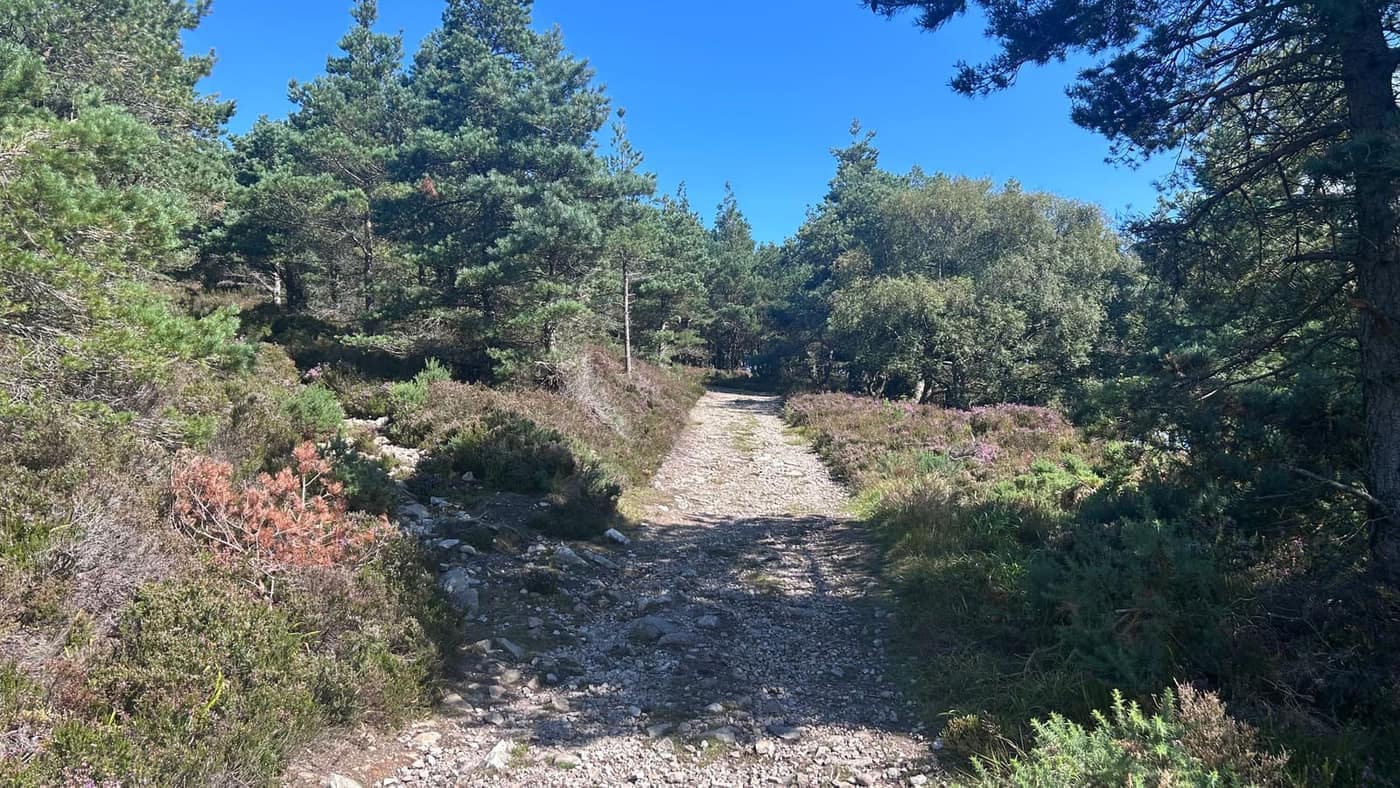 The upper path — stony, winding, heather and Scots pine either
side