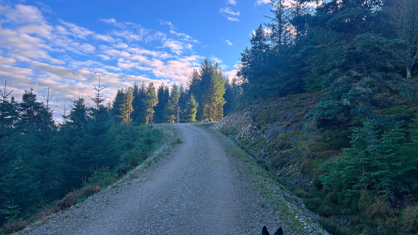 The track climbing between the trees, Chase's ears at the bottom of the frame