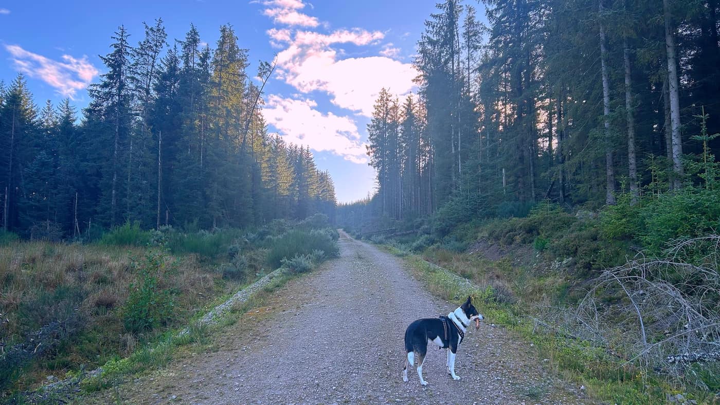 Chase with his stick on the long straight stretch of track