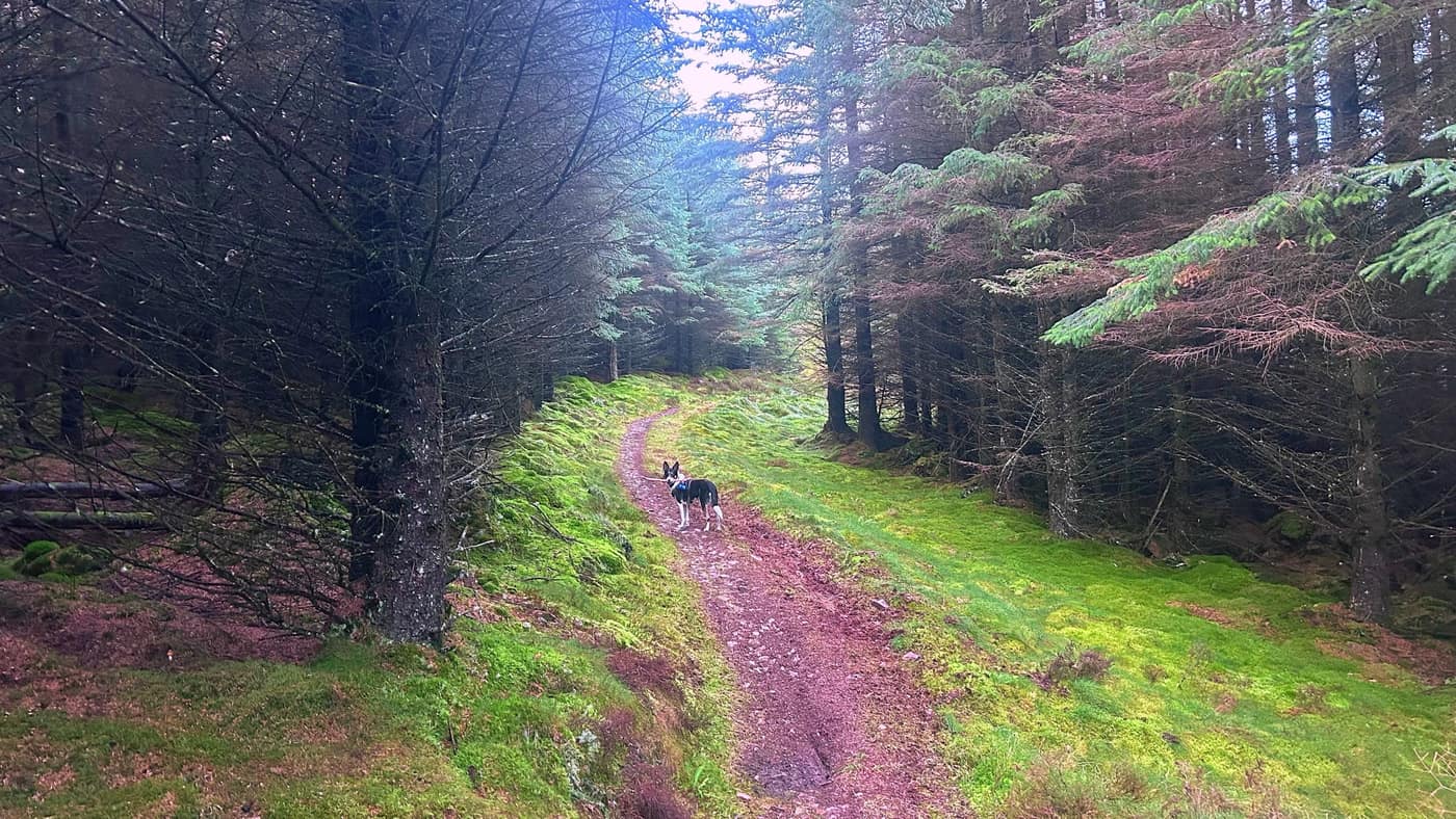 Chase on the mossy path through the trees
