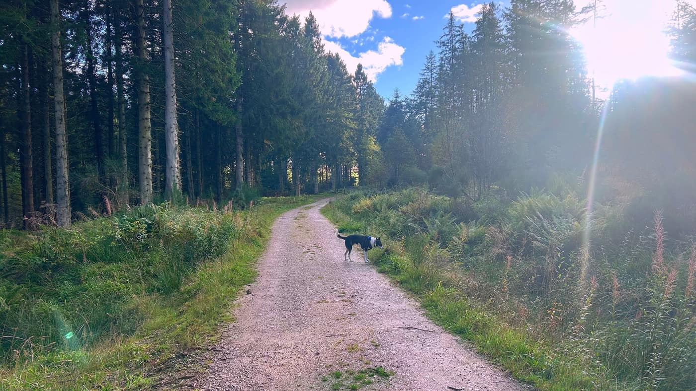 Chase on the wide forest track, bracken either side