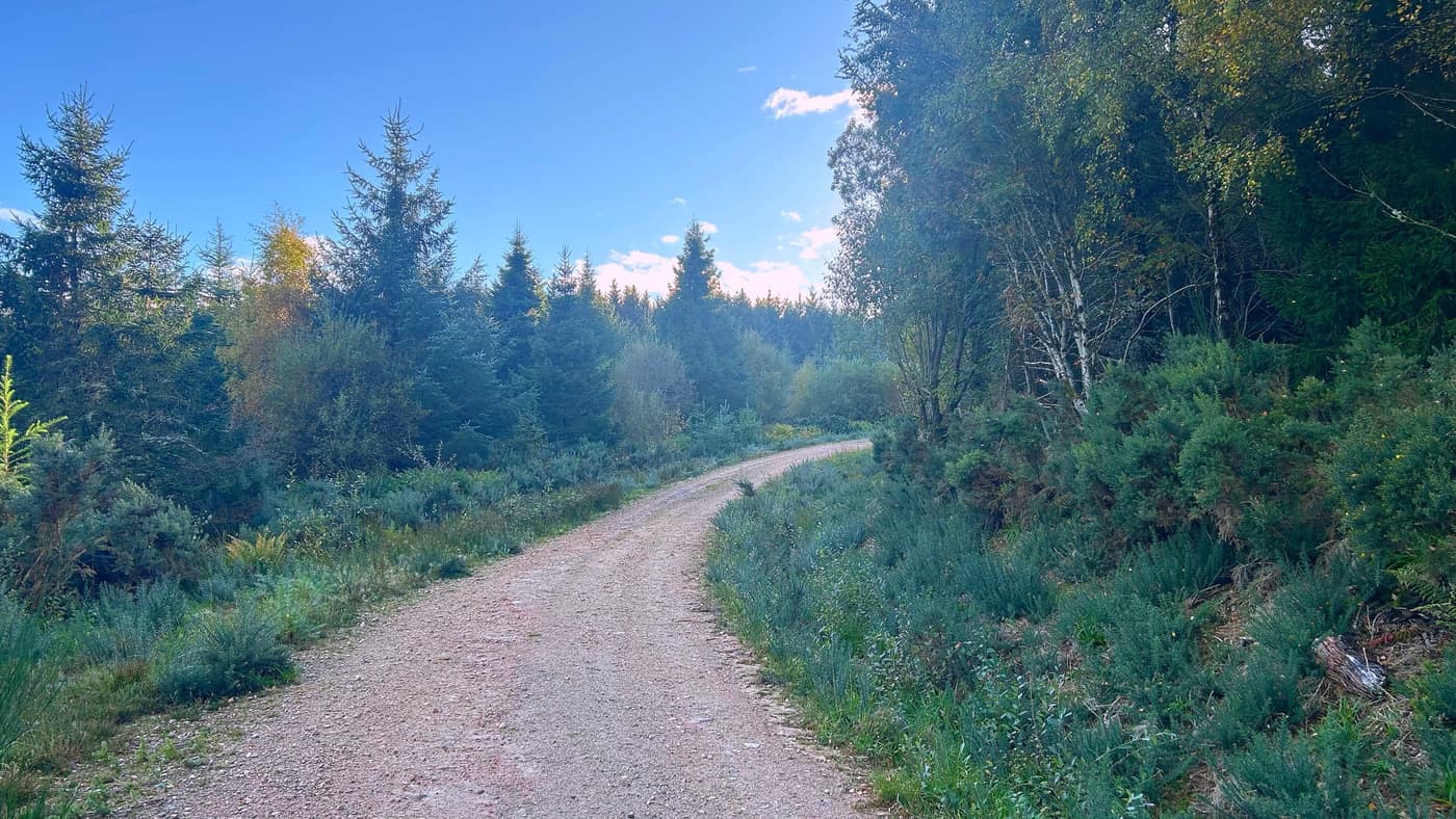 The track running straight through gorse and young trees