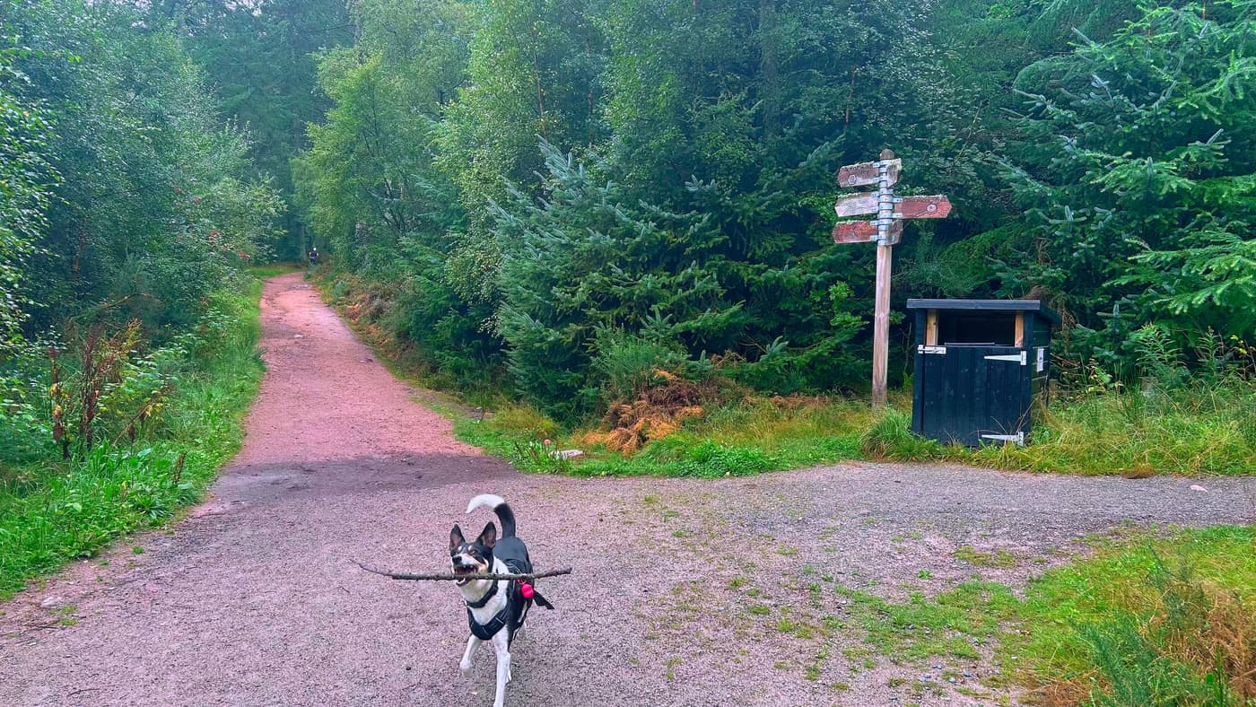 Chase at a path junction with a stick in his mouth, the fingerpost behind him