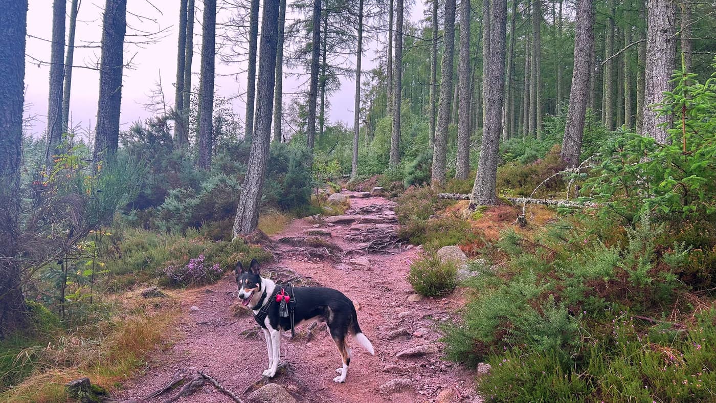 The rocky path climbing through the pines, roots and loose stone underfoot