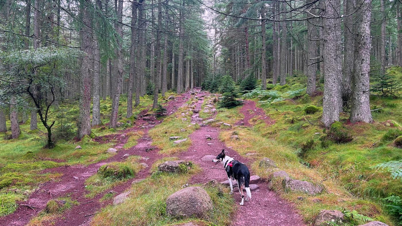 Chase on the rocky path, with the way up running off between the trees