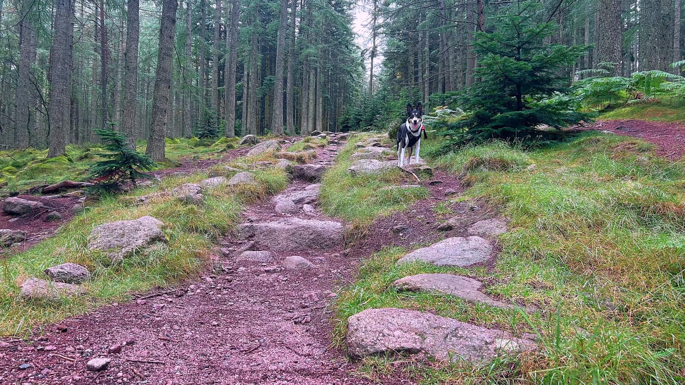 Granite blocks set into the path where it climbs out of the forest