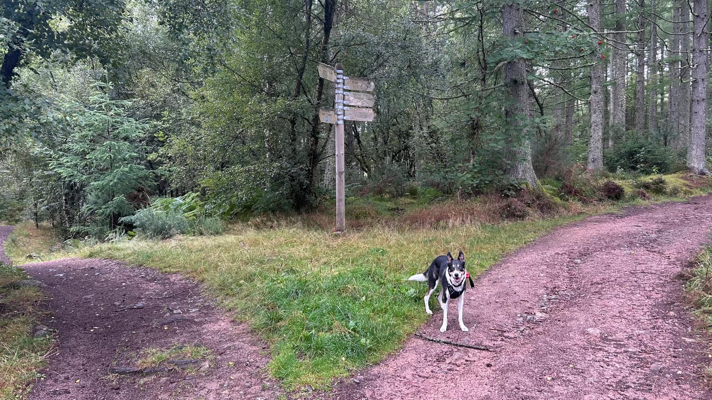 Chase beside the second fingerpost, where the track splits in the pines
