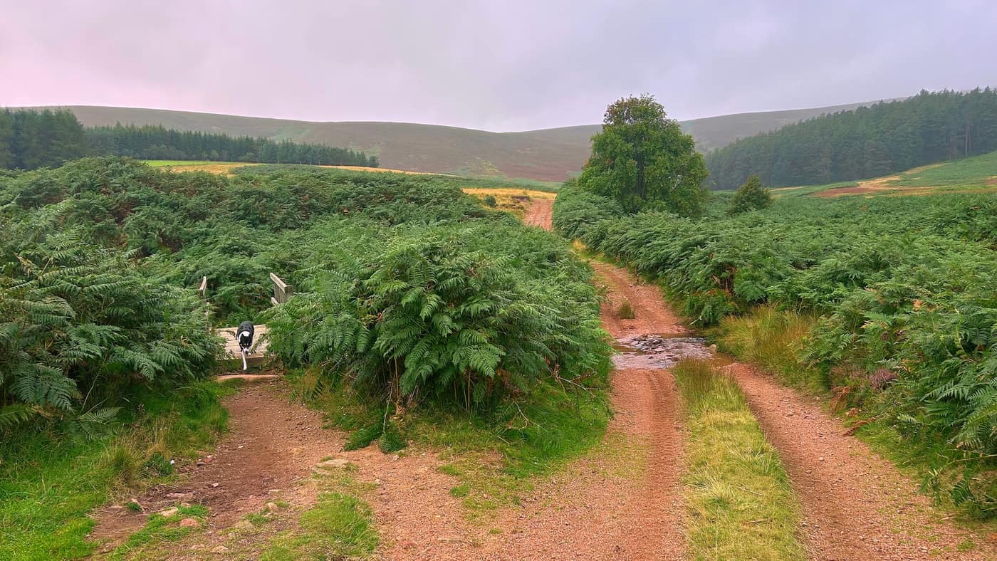 Both ways across in one shot — the bridge tucked into the bracken on the left, the water on the right