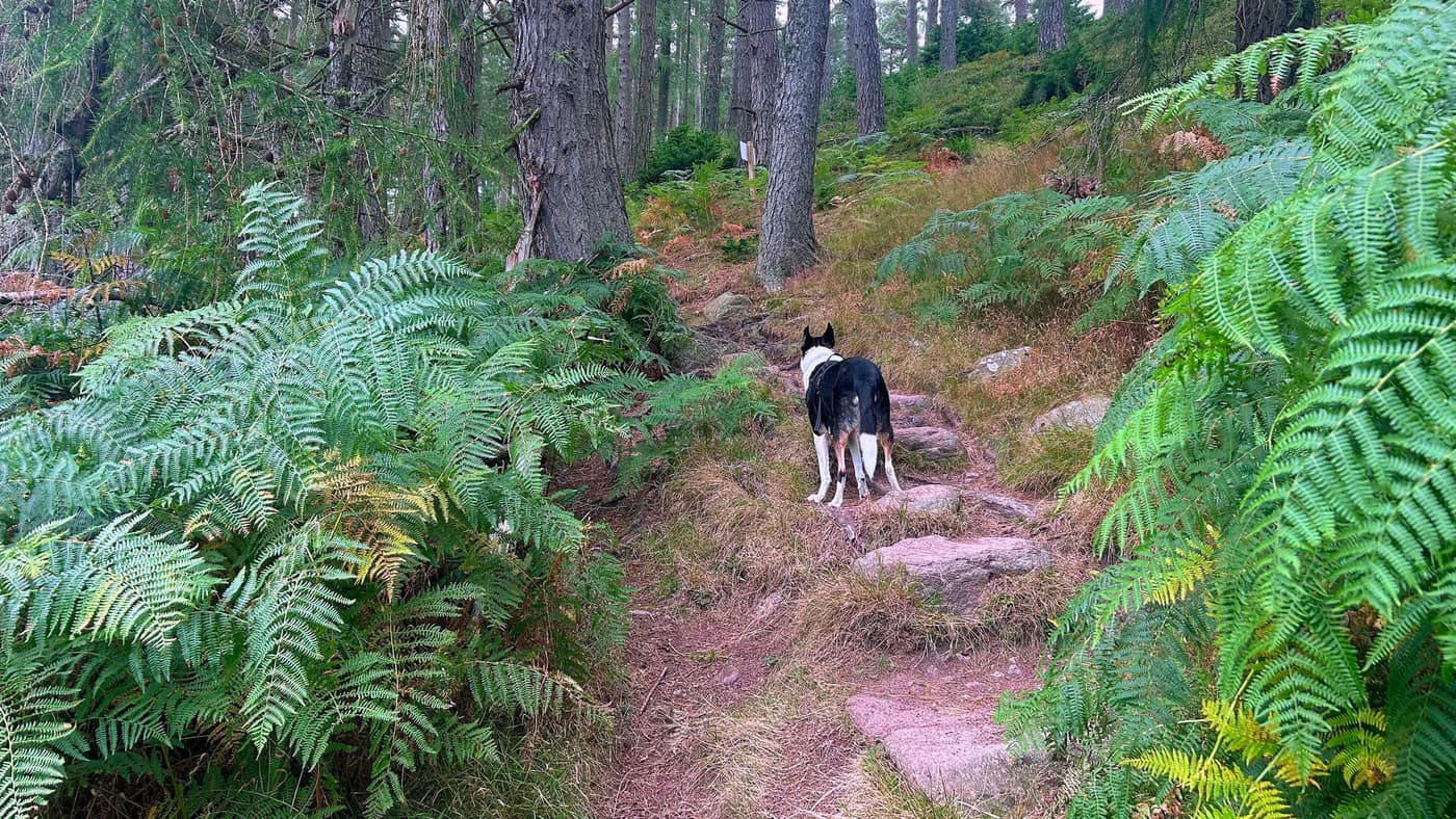 The narrow rocky path starting to climb through the trees, Chase leading