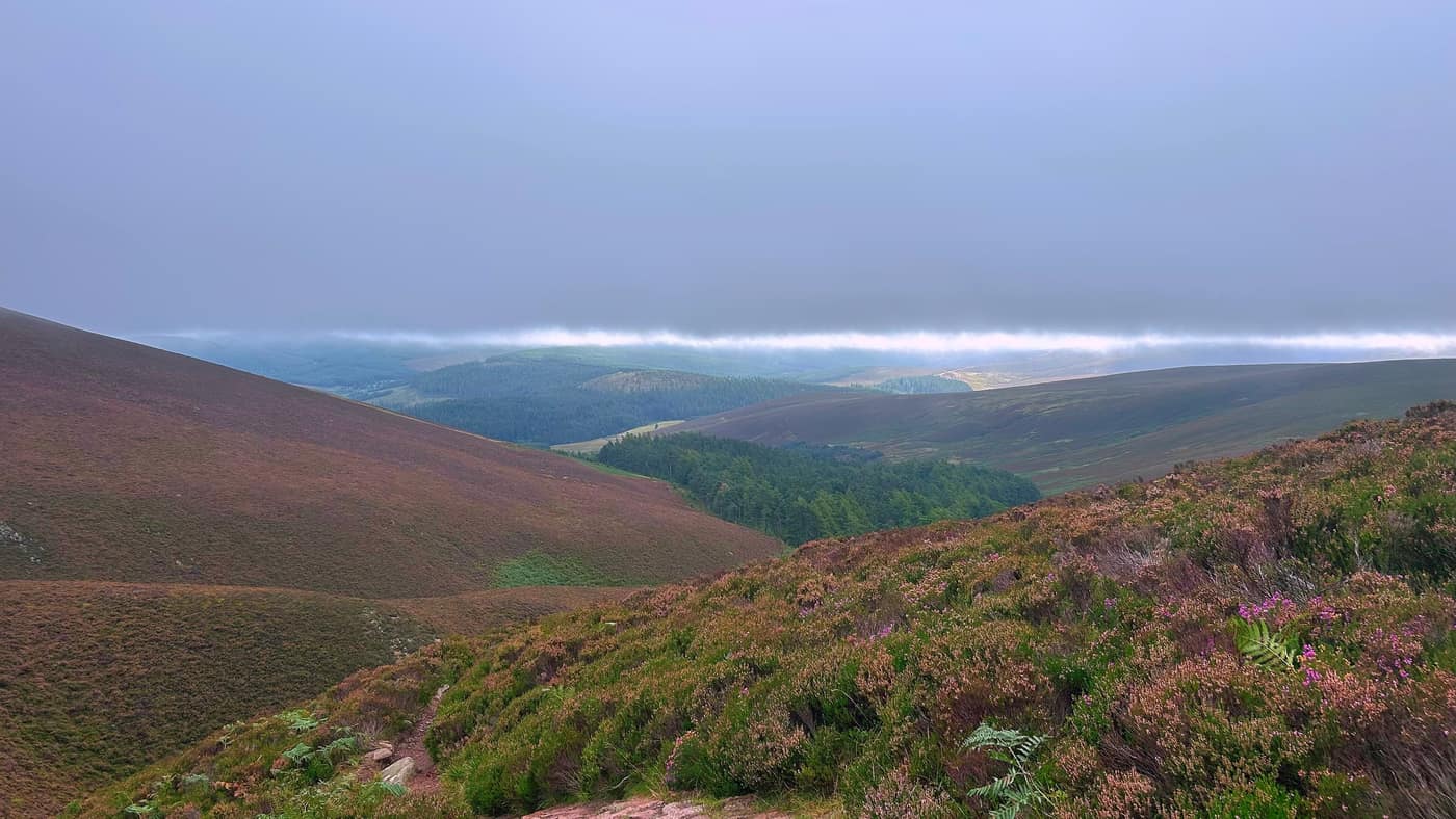 The glen opening up on the way down with forest below and heather in the foreground