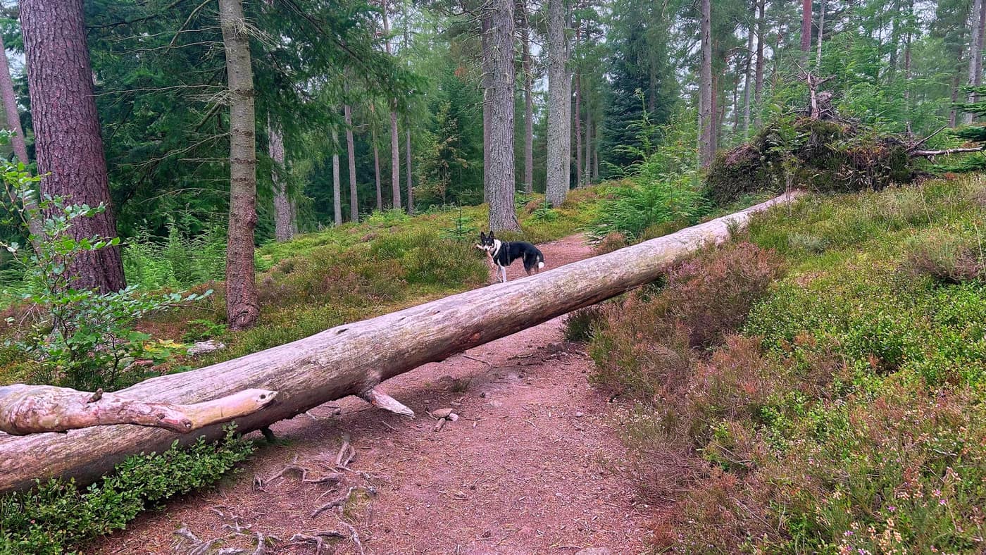 The fallen tree lying across the path, Chase already over it with a stick in his mouth