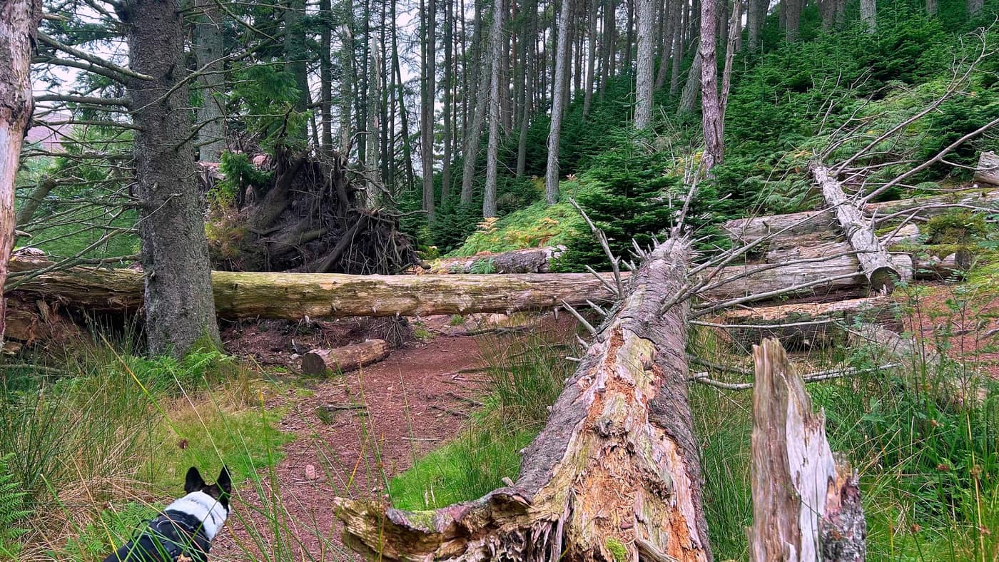 Several trunks lying across the path with Chase sizing them up