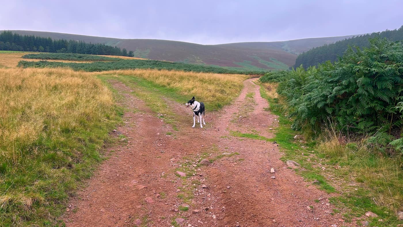 The last fork in the track with Chase waiting on it