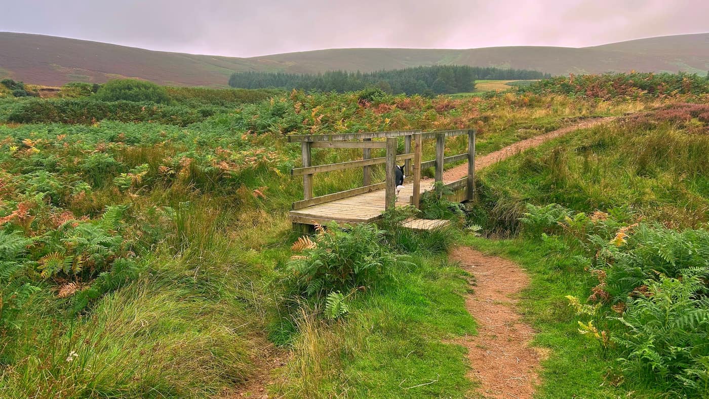 Chase standing on the wooden footbridge
