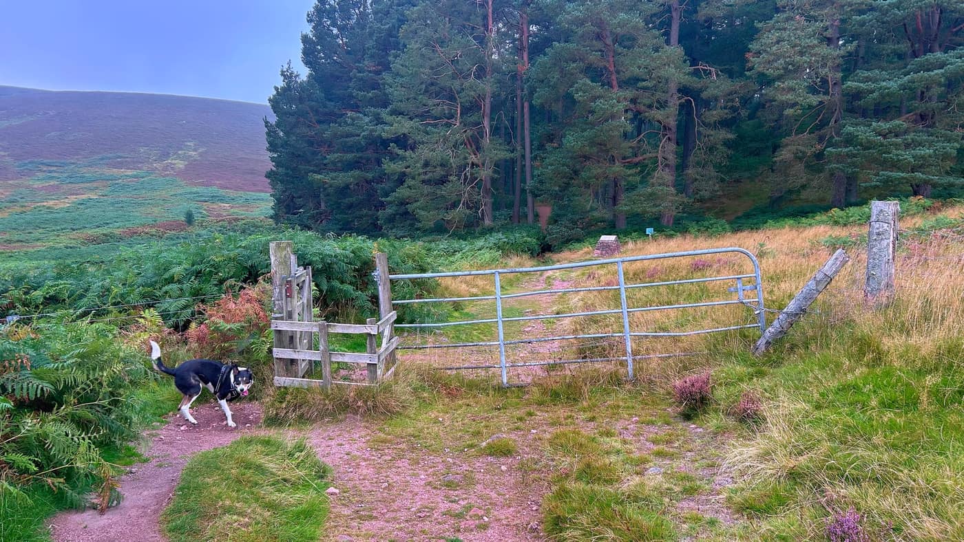 The gate and stile at the edge of the trees with Chase heading through
