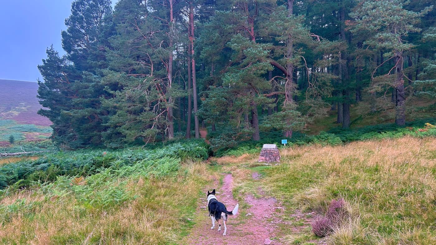 A pink granite cairn with a metal plaque on top, standing at the edge of the forest