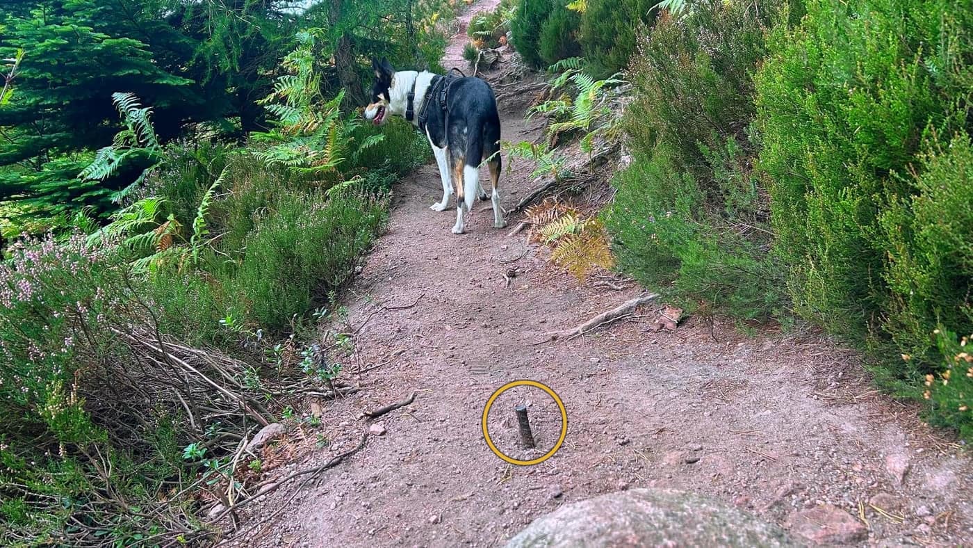 The path above the trees with a rusted metal stub standing proud of the ground, circled