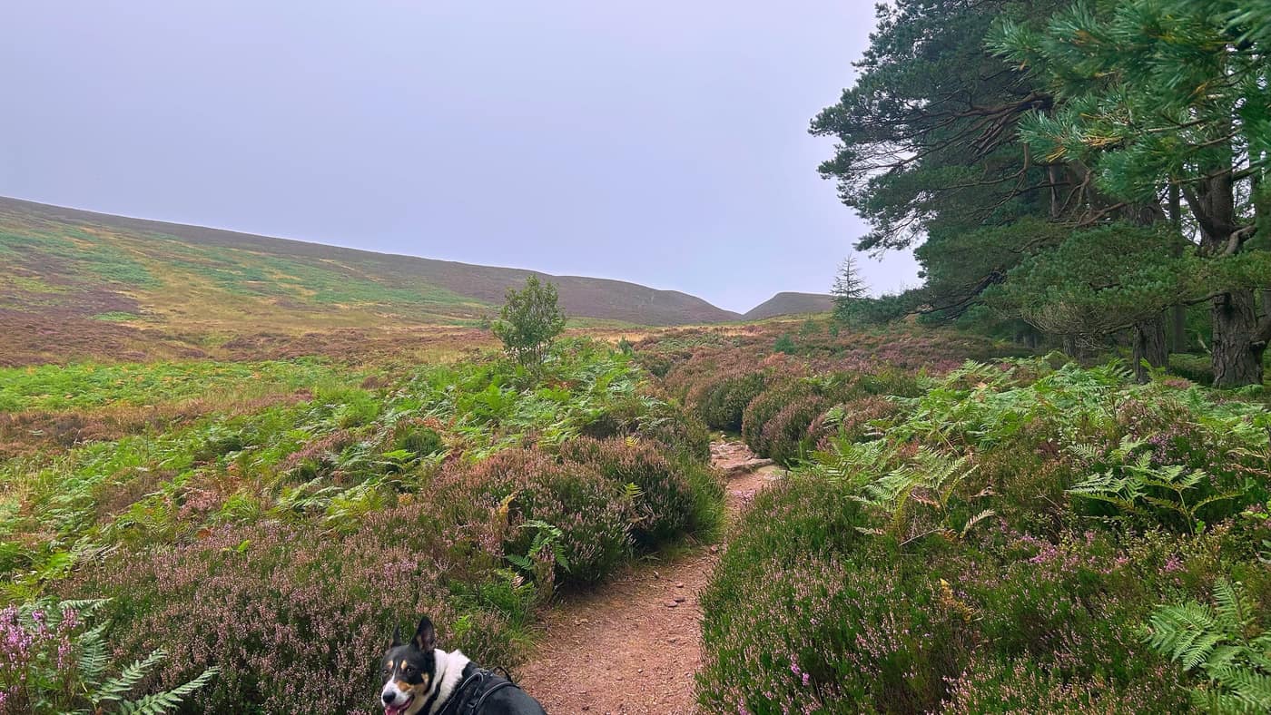 Out of the trees onto the heather with the last pines on the right