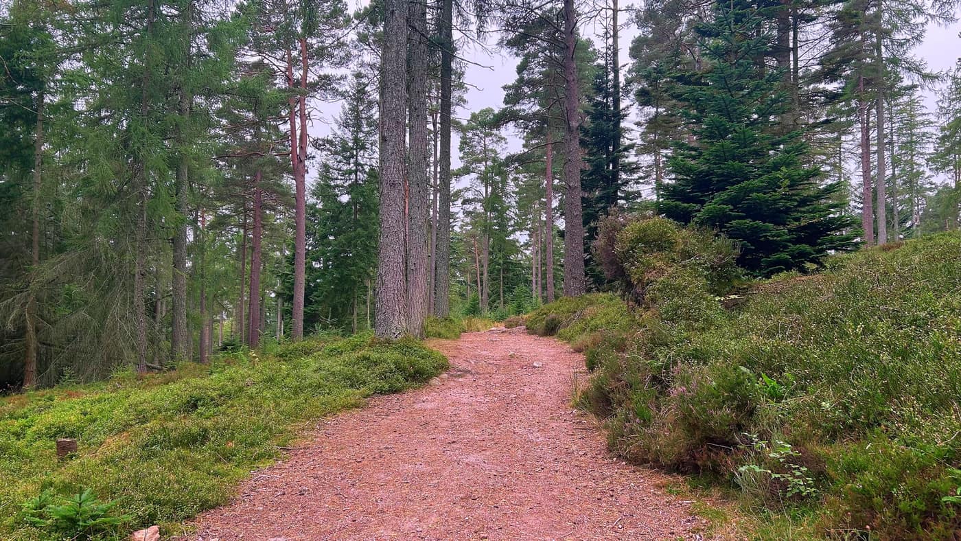 A wider gravel track running through the pines
