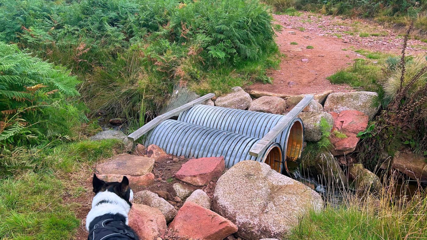 Two planks laid over a culvert, seen from behind Chase's head as he works out whether he fancies it
