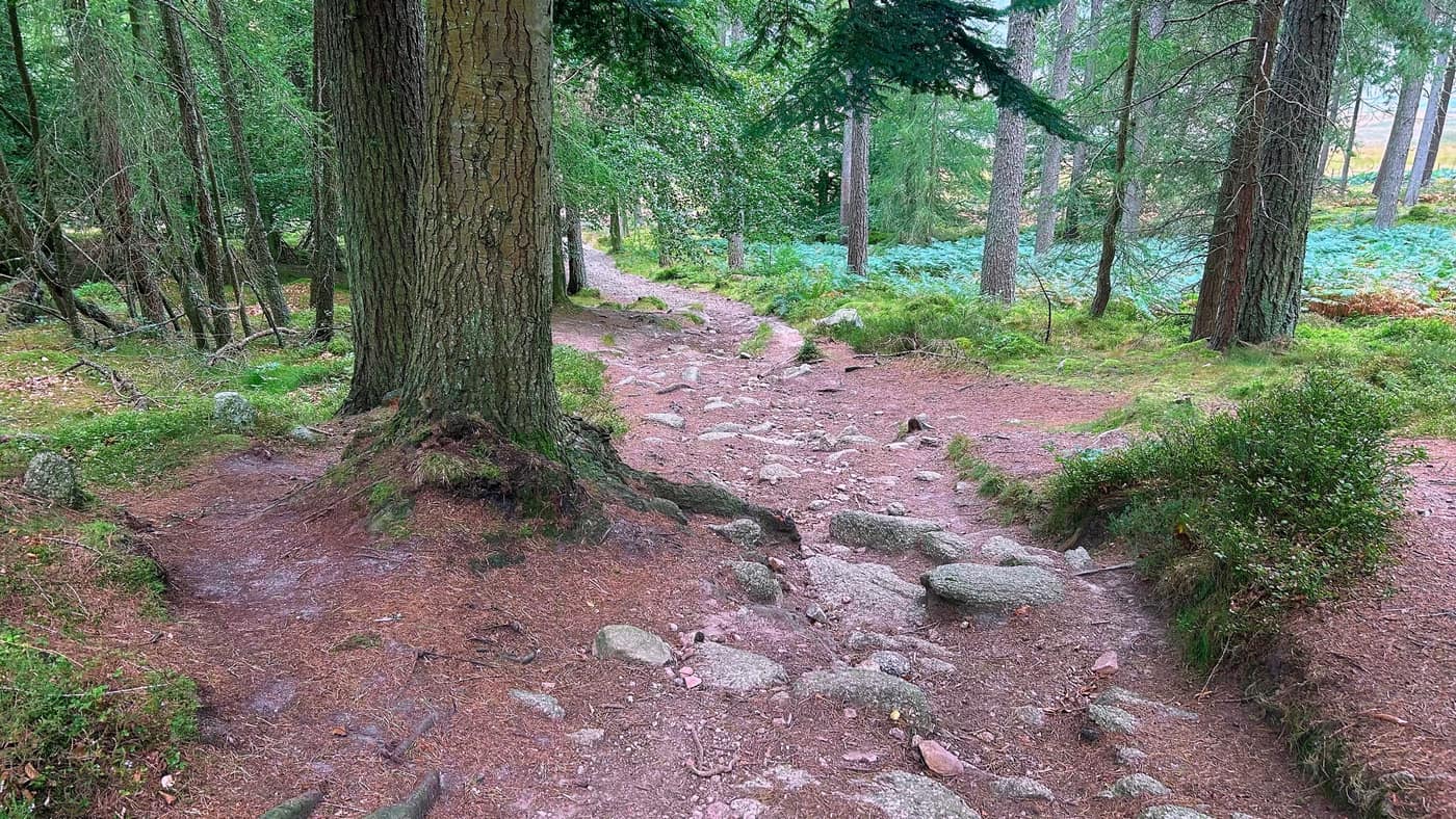 Roots and rock where the path drops away