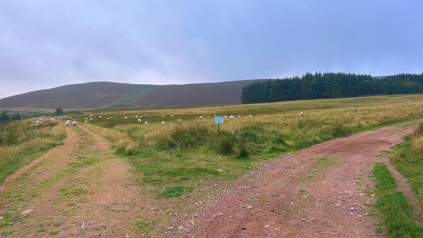 The second junction out among the sheep, with the hill behind