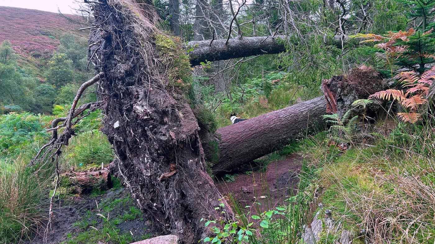 A windblown tree with its rootplate standing on end beside the path