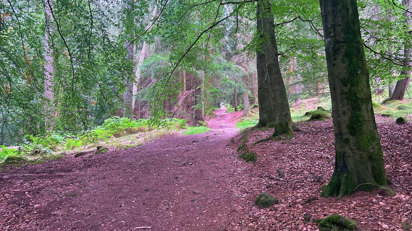 The path through broadleaf woodland with leaf litter underfoot