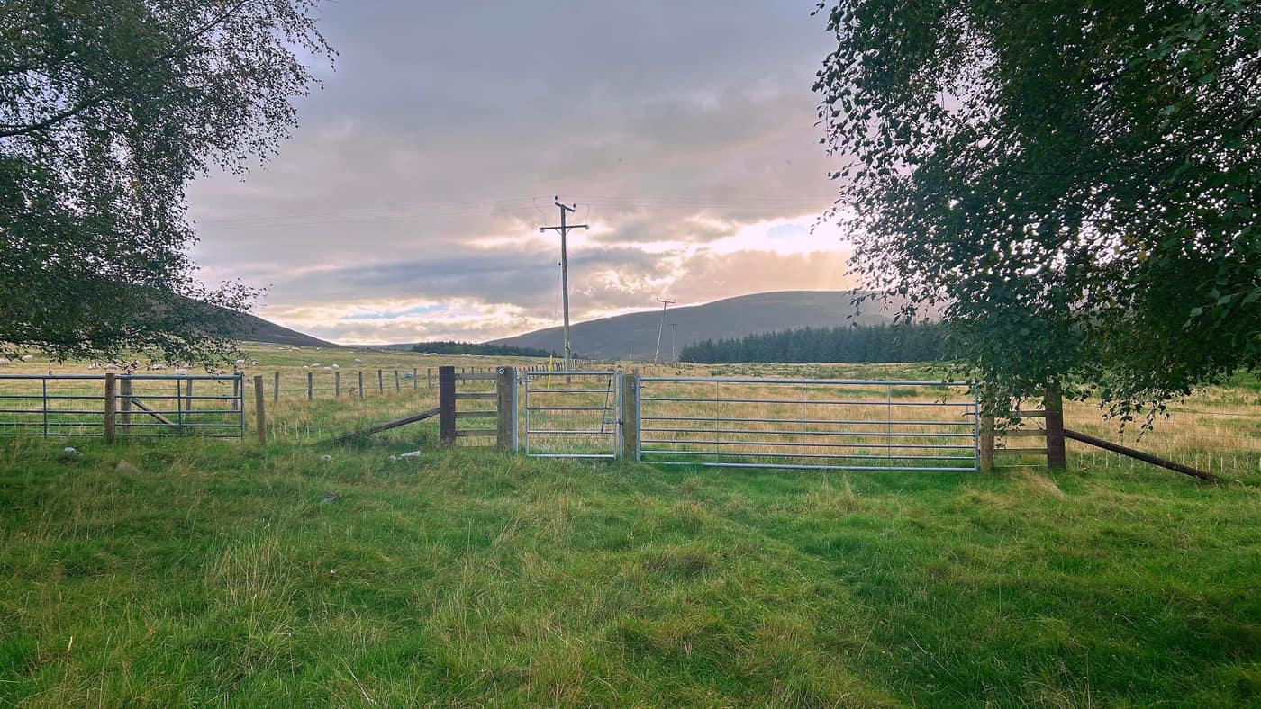 The gates out of the woods into the open field, sheep grazing away to the left