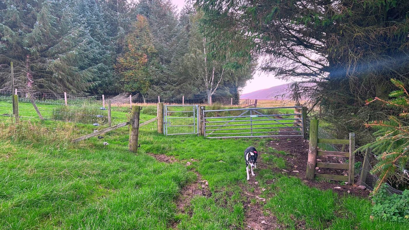 Chase coming through the next gate, the open moor showing beyond the trees