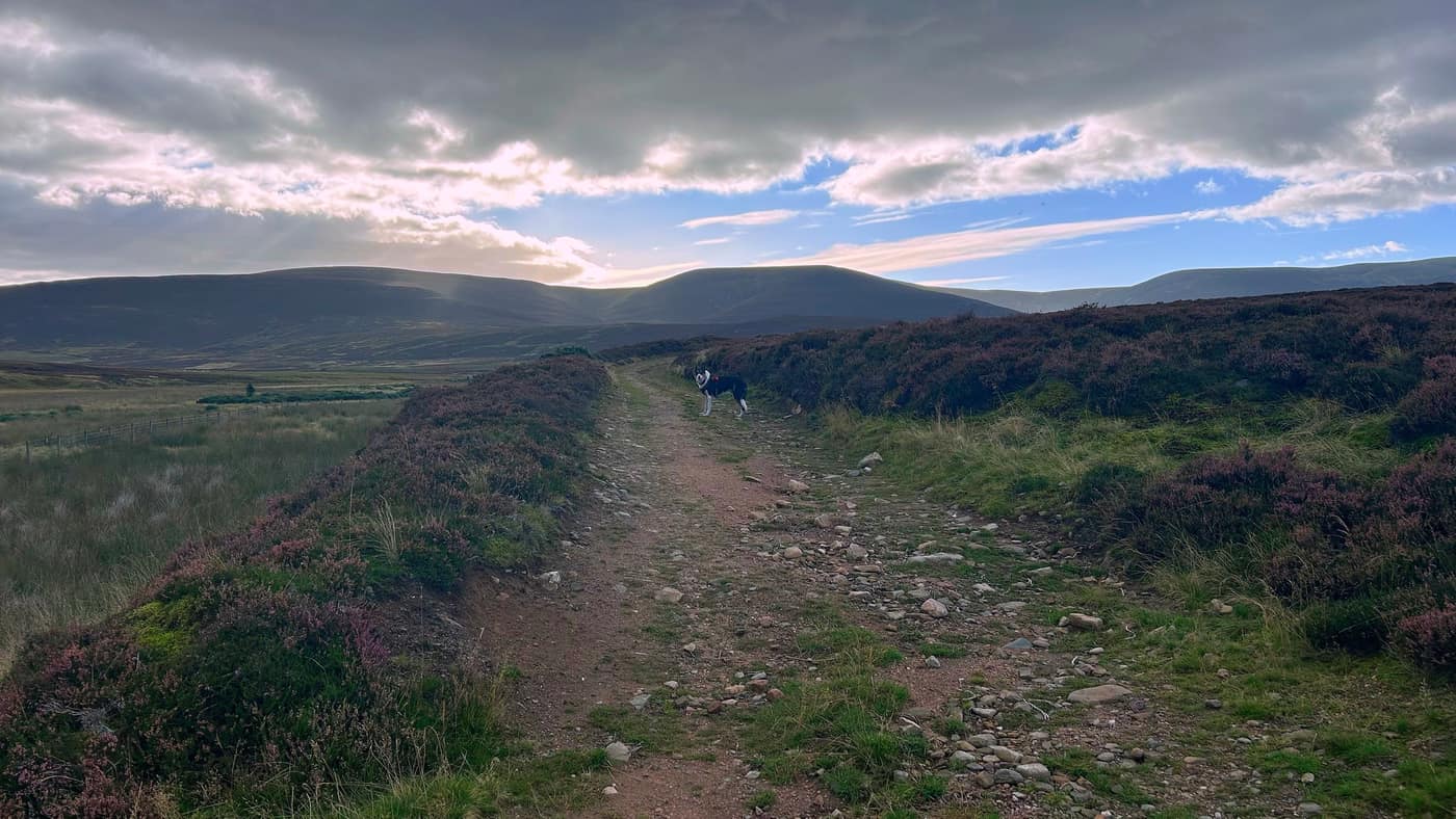 The stony track through the heather, Chase stopped to check I'm still coming