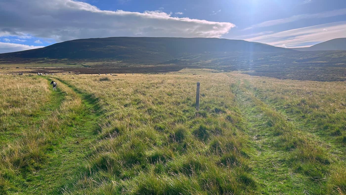 The waymarked track along the moor, sheep grazing ahead and Chase out on the left