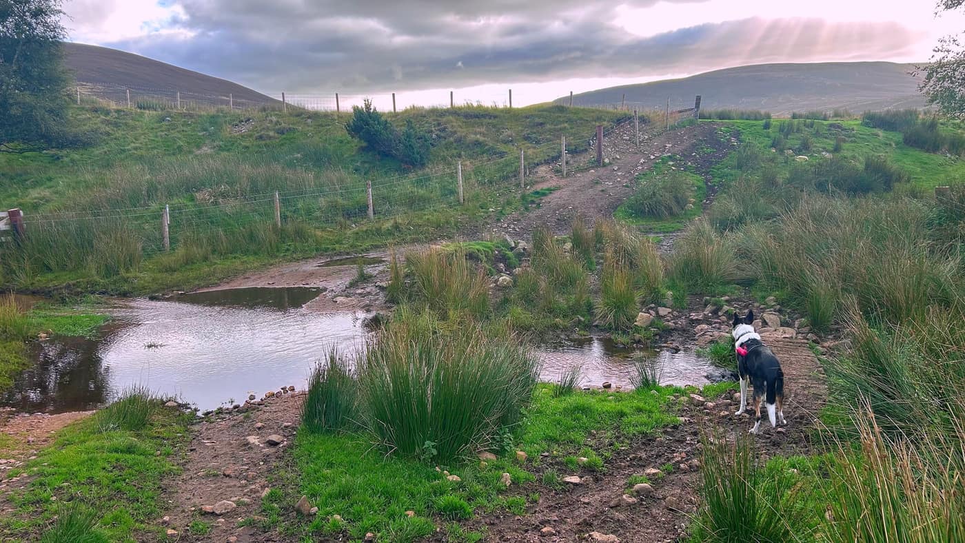 The wet patch across the track, Chase weighing it up from the stones,
and the way on climbing to a gate
beyond