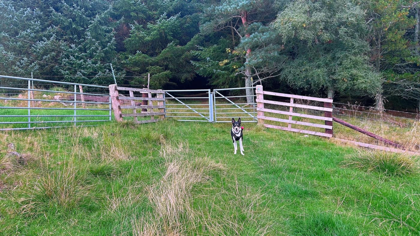 The second gate at the edge of the woods, Chase and his ball waiting
at it, the path running dark into the
trees