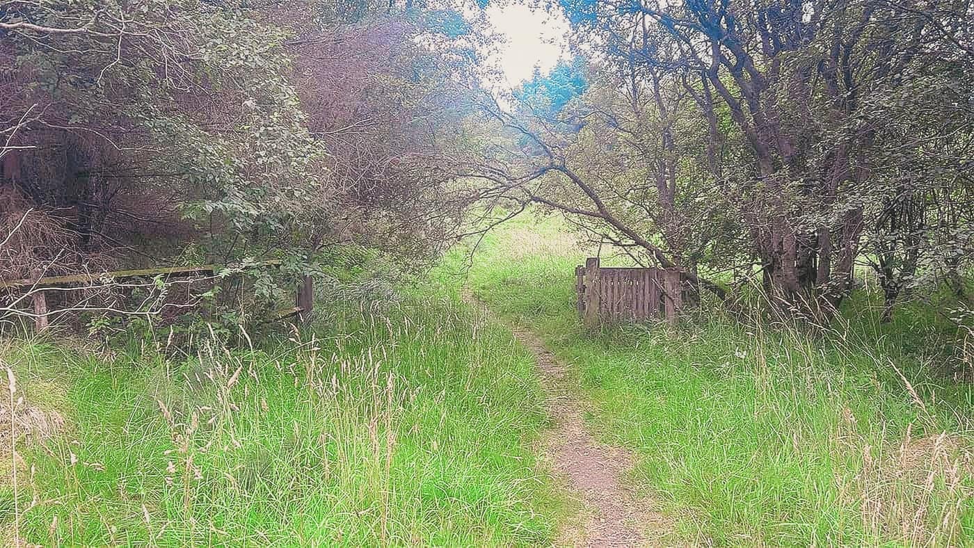 The hill gate, half hidden in the trees