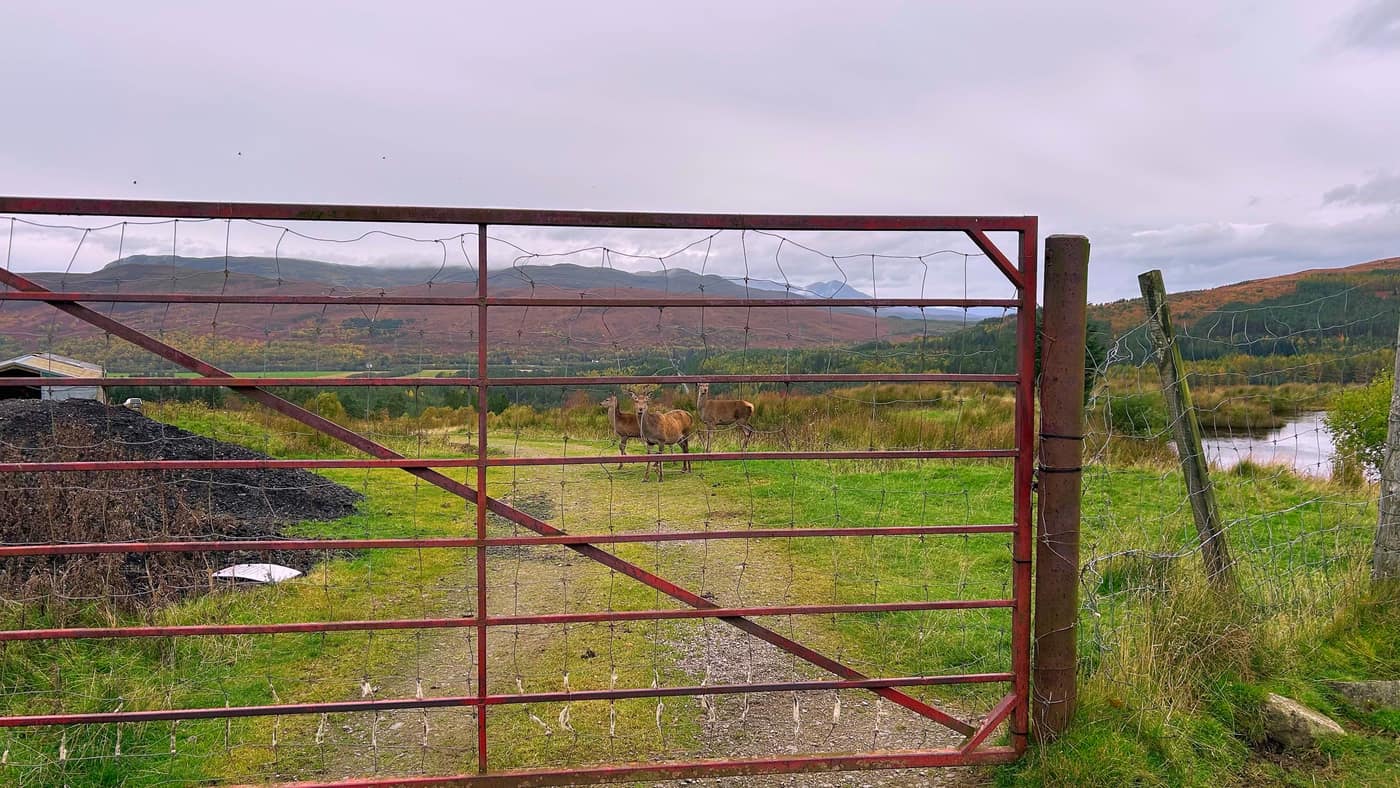 Three red deer on the track, seen through the gate near the barn