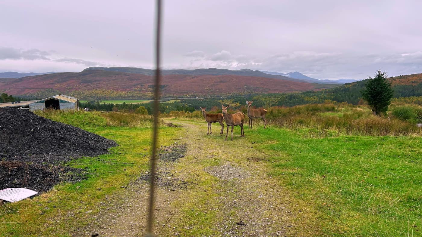 The three red deer standing on the track, watching
