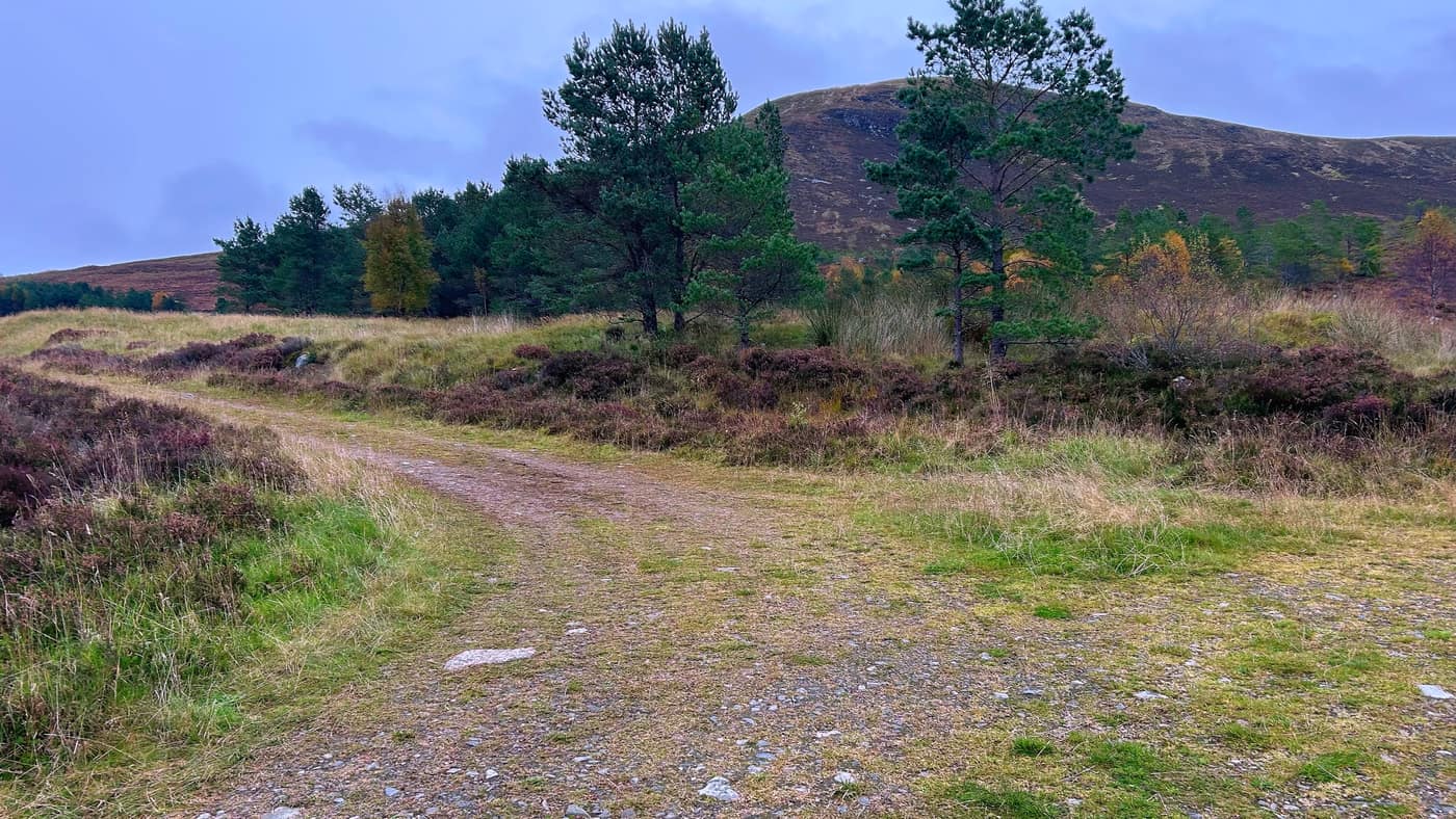 The track bending left at the fork, the hill above it