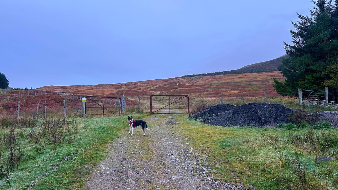 Chase on the track in front of the gate past the barn, open hill behind