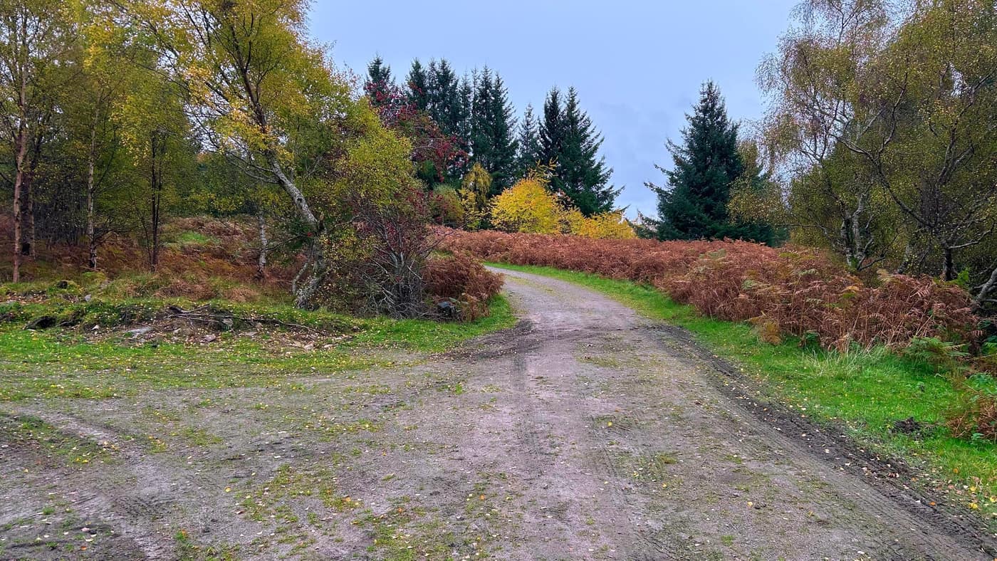 The track carrying on up through the bracken