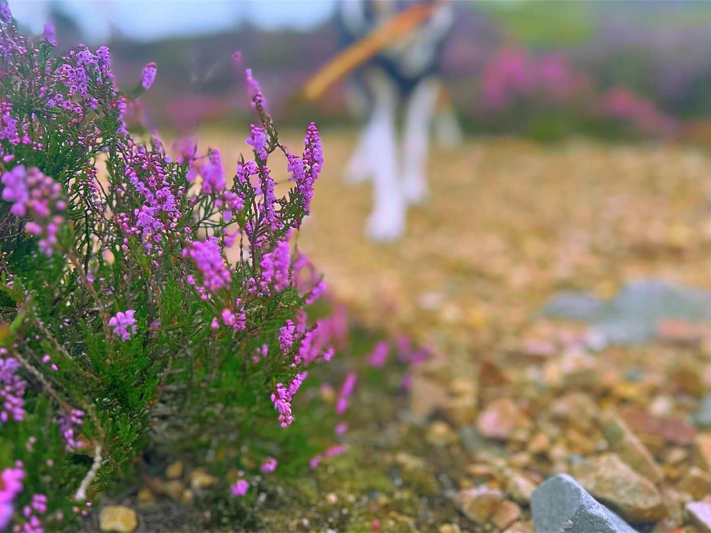 Heather beside the path, Chase behind