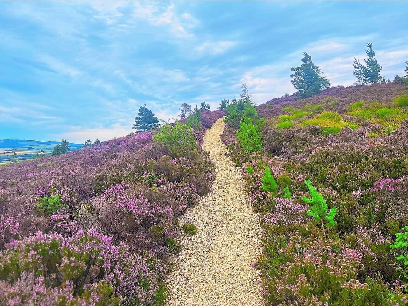 The gravel path climbing through heather