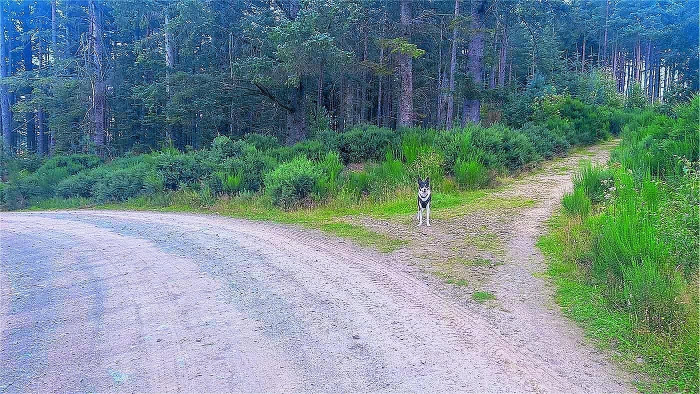 Chase at the junction where the path leaves the main track