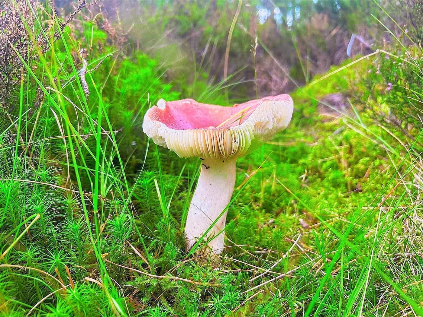 A russula in the moss beside the path