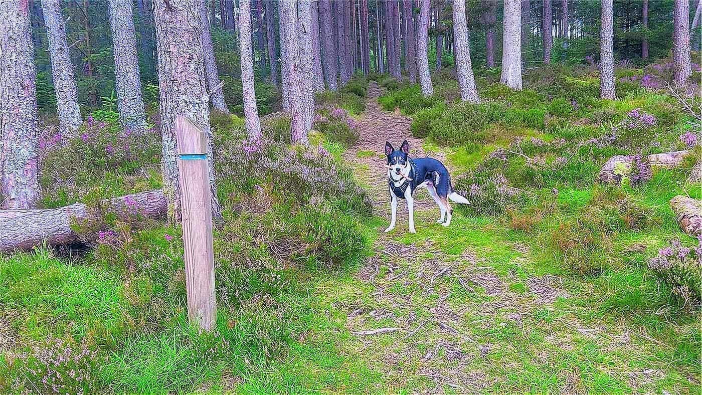 Chase on the path through the pines