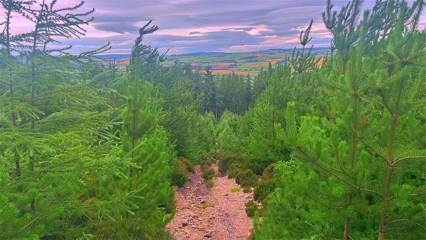 Looking out through the young pines